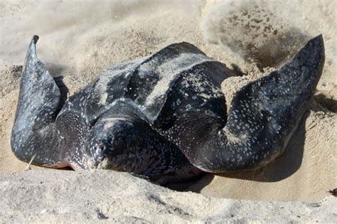 Leatherback sea turtle nests at Topsail Hill Preserve State Park - Walton Outdoors