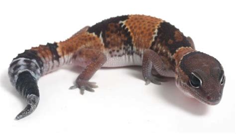 African Fat-tailed Gecko | Animals Wiki | Fandom