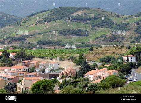 Vines & vineyards of the Bunyals region South of France Situated on hillside close to Banyuls ...