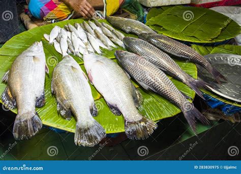 Bangladeshi fish stock image. Image of bangladeshi, types - 283830975