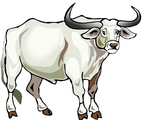 Carabao Clipart