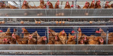 Battery cages: What are they, why are they bad, and are they legal in the U.S.? | Farm Forward