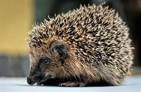 Porcupine Diet: Feeding Habits, Nutrition And Fun Food Facts | Kidadl