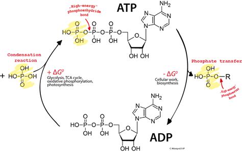 Difference Between ATP and ADP | Compare the Difference Between Similar ...