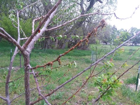 What's harming my apricot tree? (photos) (fruit-trees forum at permies)