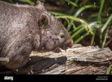 Wombat showing teeth Stock Photo - Alamy