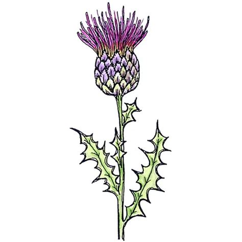 Thistle Clip Art - Cliparts.co