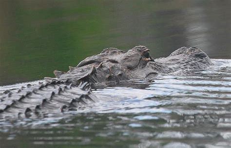 gator,alligator,swamp,okefenokee,okefenokee swamp,danger,jaws,teeth,floating,wildlife, critter ...