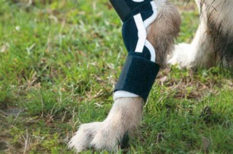 Dog Hock Injuries - Causes, Prevention and How to Help — ZOOMADOG