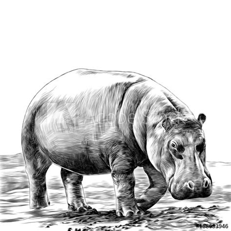 Hippopotamus Sketch at PaintingValley.com | Explore collection of Hippopotamus Sketch