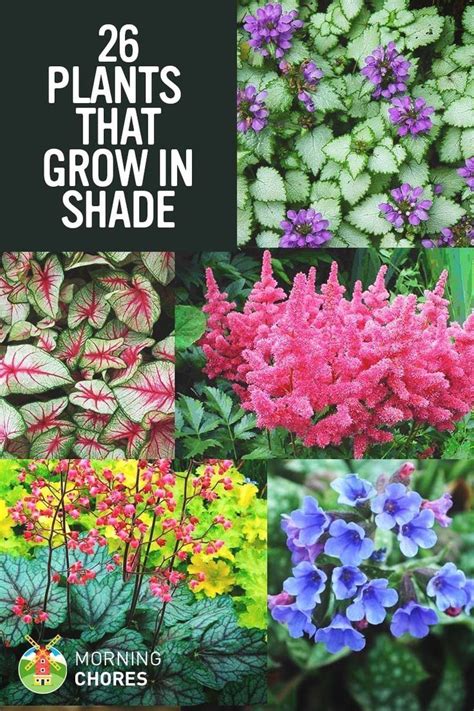 #flowergardening | Shade tolerant plants, Shade garden plants, Plants