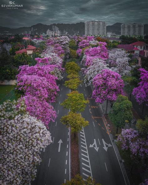 14 Locations You Can Find Blooming Tecoma Trees In Malaysia | Hype Malaysia