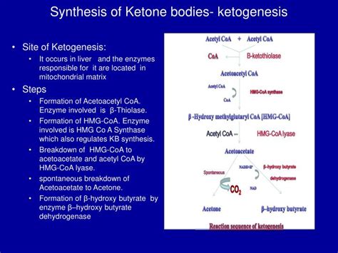 PPT - KETONE BODY METABOLISM PowerPoint Presentation - ID:5115006