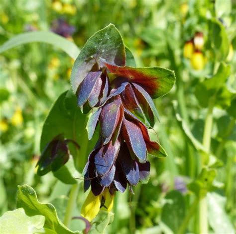 cerinthe major purpurascens | Annual plants, Flowers, Bouquet