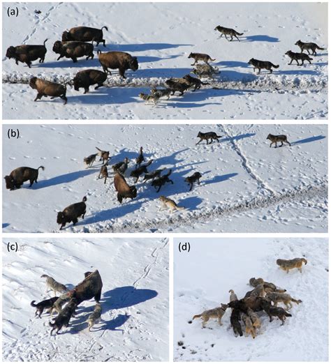 Behavior of wolves hunting bison: (a) approach, (b) attack-individual,... | Download Scientific ...