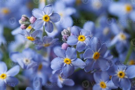 Beautiful floral background of blue forget-me-not 1332960 Stock Photo at Vecteezy