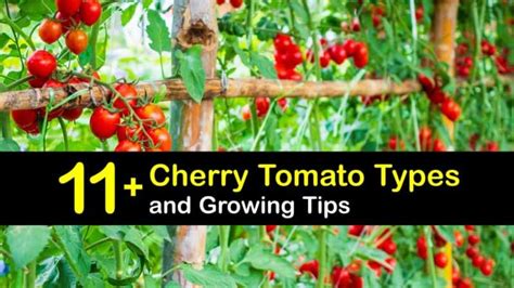 11+ Cherry Tomato Types and Growing Tips