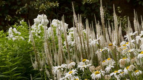 Veronicastrum virginicum - John Davies Landscape