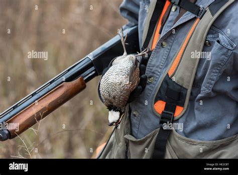 Bobwhite Quail hunting Stock Photo - Alamy