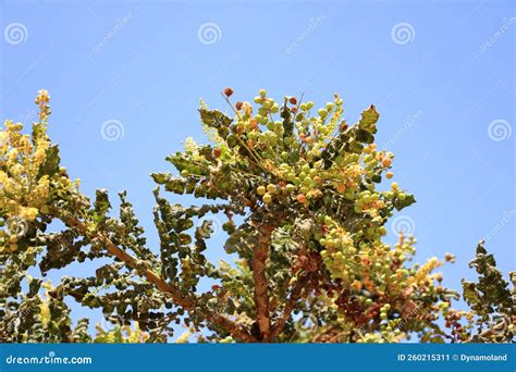 Detail of Frankincense Tree Boswellia Sacra, Oman Stock Image - Image of dhofar, arabic: 260215311