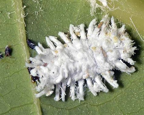 Cryptolaemus montrouzieri (Mealybug ladybird): a mealybug predator for ...