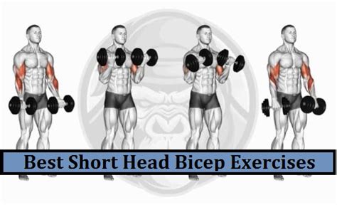 bicep exercises to hit all 3 heads ️ UPDATED 2023