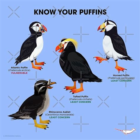 Know Your Puffins design by Peppermint Narwhal. / Puffins belong to the ...