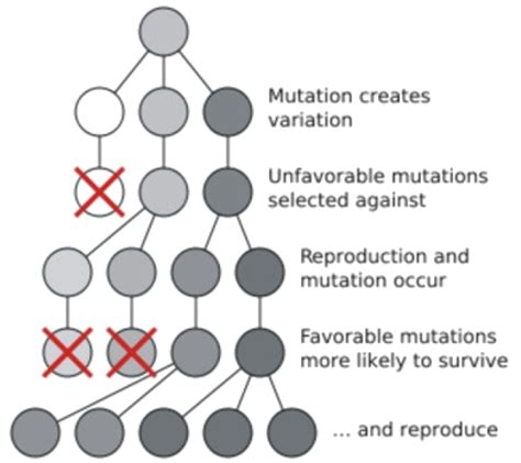 Darwin S Theory Of Natural Selection Examples at Joseph Webster blog