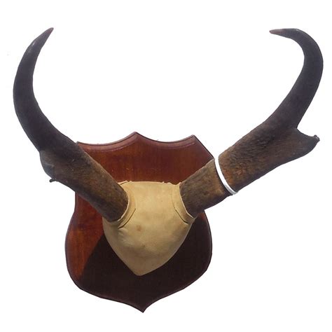 Pronghorn Horns - Taxidermy Mounts for Sale and Taxidermy Trophies for ...