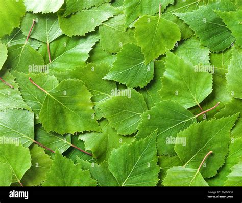 Silver birch leaves, Betula pendula Stock Photo - Alamy