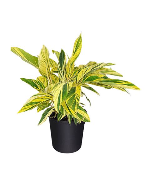 Variegated Ginger Plant Care / Spider plant is very easy to grow and ...