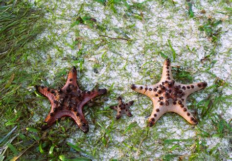 STARFISH HABITAT | During low tide A family of starfish was … | Flickr