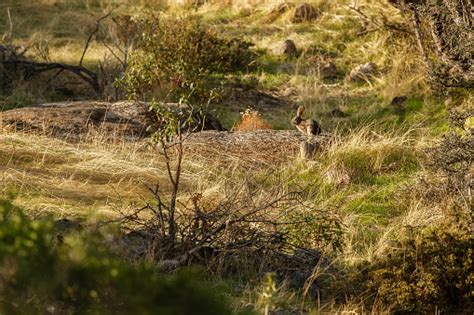 Wild Rabbit In The Nature Habitat Stock Photo - Download Image Now - iStock