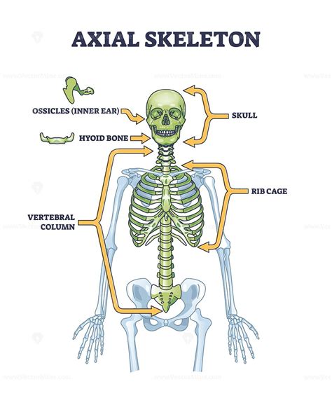 Axial skeleton parts with human skeleton skull and ribs outline diagram ...