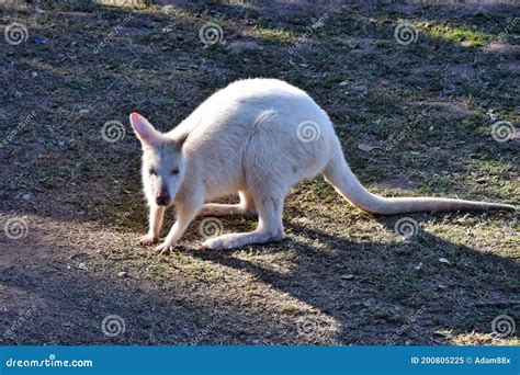 Beautiful Rare an Albino Kangaroo in the Park Stock Image - Image of ...