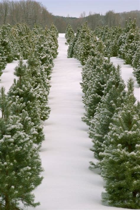 Christmas Tree Farms Near Me - Best Christmas Tree Farms in U.S.