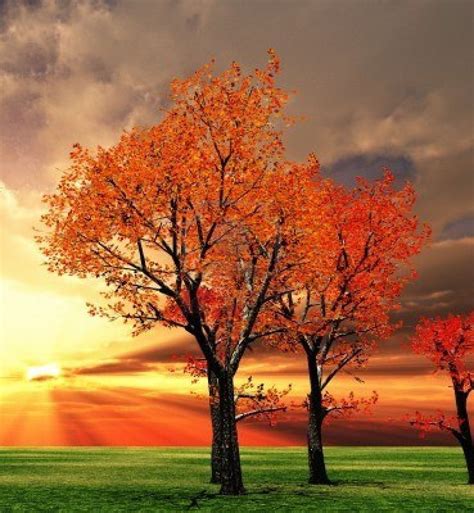 Fall tree colours are so pretty | Autumn scenery, Fall trees photography, Scenery