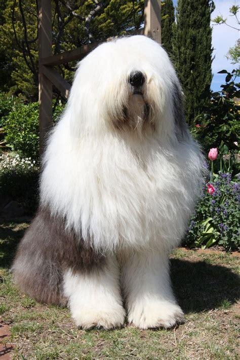 Mastiff – Courageous and Good Natured | Old english sheepdog, Old english sheepdog puppy, Dog breeds