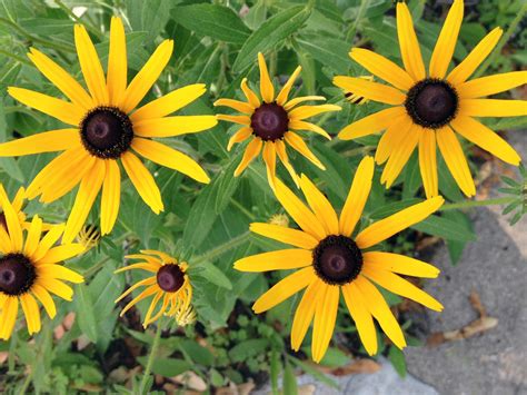 Black Eyed Susan Seeds | Nature & Nurture Seeds