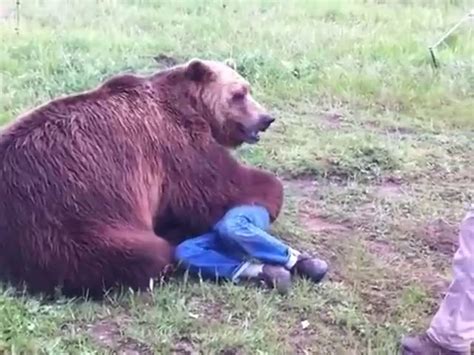 Grizzly Bear Attacks On Humans