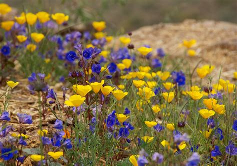 Northern Arizona High Desert Wildflowers | From a while back… | Flickr