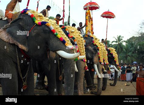 temple elephants in a festival, Kerala, India Stock Photo - Alamy