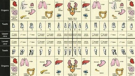 Tooth Organ Chart•