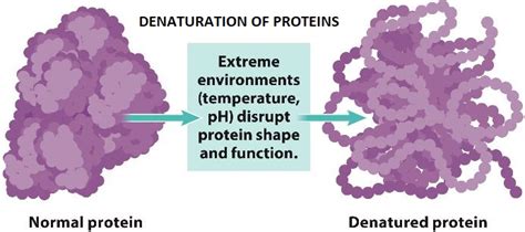 Denaturation of Proteins - W3schools