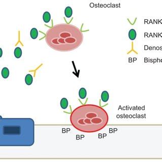 (PDF) Denosumab, a RANK ligand inhibitor, for the management of bone loss in cancer patients