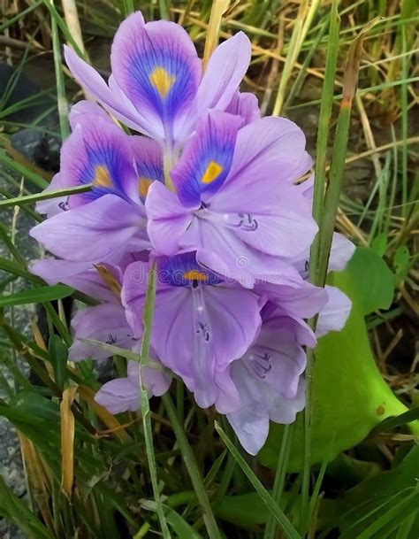 Pontederia Crassipes, Common Water Hyacinth, Floating Water Hyacinth in a Pond. Stock Image ...