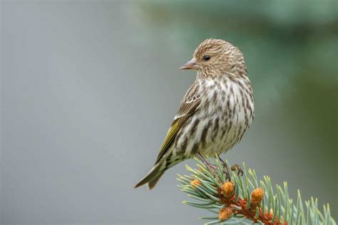 12 Types of Finch Birds with Pictures - A-Z Animals