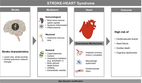 Stroke And Heart Disease