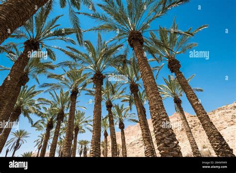 Israel palm trees hi-res stock photography and images - Alamy