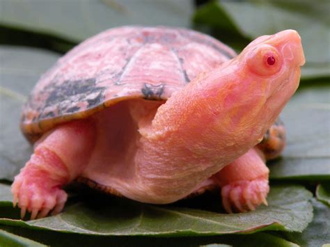 Albino Mississippi Mud Turtle | Tortoise Forum